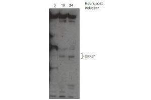 KSHV ORF 57 Antibody (ABIN1540010 and ABIN2837834) western blot analysis. (KSHV ORF57 (AA 33-60) anticorps)