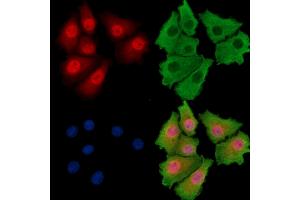 ABIN7095832 and ABIN7099894 staining HepG2 cells by IF/ICC. (ARID5A anticorps)