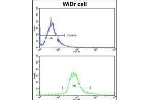 Flow cytometric analysis of widr cells using GLO1 Antibody (N-term)(bottom histogram) compared to a negative control cell (top histogram)FITC-conjugated goat-anti-rabbit secondary antibodies were used for the analysis. (GLO1 anticorps  (N-Term))