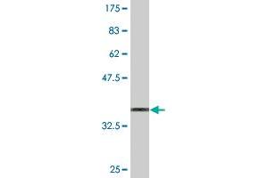 Western Blot detection against Immunogen (36.