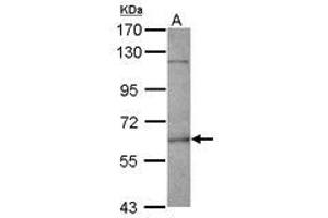 FANCE anticorps  (AA 205-482)
