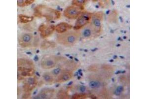 IHC-P analysis of Liver tissue, with DAB staining. (AGR2 anticorps  (AA 21-175))