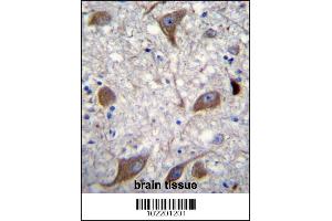 NRG3 Antibody immunohistochemistry analysis in formalin fixed and paraffin embedded human brain tissue followed by peroxidase conjugation of the secondary antibody and DAB staining. (Neuregulin 3 anticorps  (C-Term))