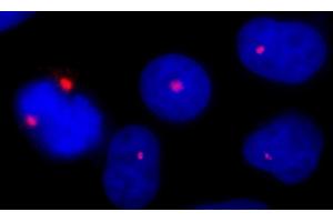 Immunofluorescence (IF) image for anti-Pericentrin (PCNT) (AA 175-225) antibody (ABIN7448392)