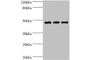 Western blot All lanes: PDK2 antibody at 6 μg/mL Lane 1: Mouse heart tissue Lane 2: Hela whole cell lysate Lane 2: Mouse skeletal muscle tissue Secondary Goat polyclonal to rabbit IgG at 1/10000 dilution Predicted band size: 47, 39 kDa Observed band size: 47 kDa (PDK2 anticorps  (AA 128-407))