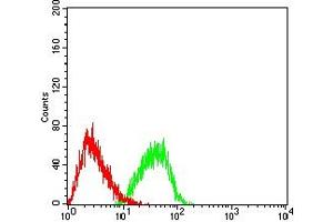Flow cytometric analysis of HL-60 cells using EHMT2 mouse mAb (green) and negative control (red). (EHMT2 anticorps  (AA 317-471))
