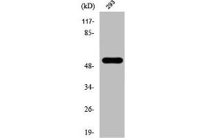 Western Blot analysis of 293 cells using Phospho-Cot (T290) Polyclonal Antibody (MAP3K8 anticorps  (pThr290))