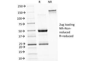 SDS-PAGE Analysis of Purified, BSA-Free ASRGL1 Antibody (clone CRASH/1289). (ASRGL1 anticorps)