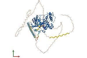 AlphaFold protein structure predicition of Human Recombinant SRPK2 Protein, UniprotID P78362