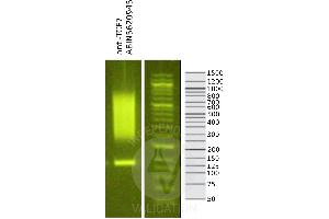 Library profiles comparing fragment size distributions on an E-Gel EX 2% agarose gel (Thermo Fisher).