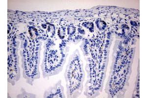 anti-Iododeoxyuridine (IdU) antibody