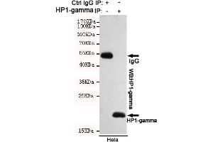 Immunoprecipitation analysis of Hela cell lysates using HP1-gamma mouse mAb. (CBX3 anticorps)