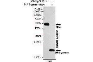 Immunoprecipitation analysis of Hela cell lysates using HP1-gamma mouse mAb. (CBX3 anticorps)