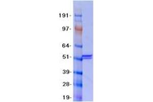Validation with Western Blot