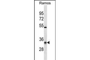 OR10G9 Antibody (C-term) (ABIN656933 and ABIN2846123) western blot analysis in Ramos cell line lysates (35 μg/lane). (OR10G9 anticorps  (AA 211-239))