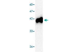 Western blot analysis in PreM recombinant protein with  Japanese encephalitis virus  PreM monoclonal antibody, clone 98r4s  at 1 : 1000 dilution. (Pre-M (AA 1-135) anticorps)