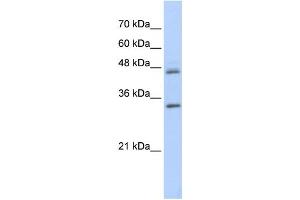 Western Blotting (WB) image for anti-Proline Arginine Rich End Leucine Rich Repeat Protein (PRELP) antibody (ABIN2459967) (PRELP anticorps)