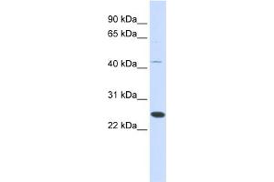 WB Suggested Anti-FAM119A Antibody Titration: 0. (FAM119A anticorps  (Middle Region))