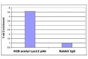 Histone H2B acetyl Lys12 pAb tested by ChIP analysis. (Histone H2B anticorps  (acLys12))
