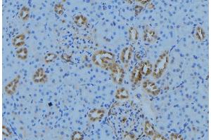 ABIN6279020 at 1/100 staining Mouse kidney tissue by IHC-P. (MRPL30 anticorps  (Internal Region))