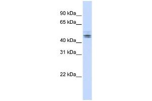 WB Suggested Anti-RDBP Antibody Titration:  0. (RDBP anticorps  (N-Term))