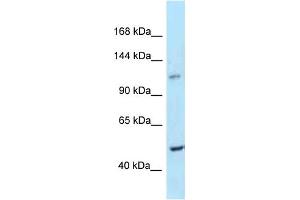 WB Suggested Anti-Ppip5k2 Antibody Titration: 1.