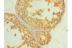 Immunohistochemistry of paraffin-embedded human testis tissue using ABIN7149648 at dilution of 1:100