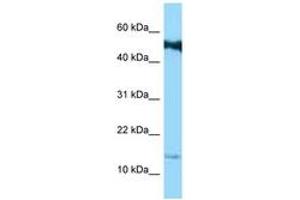SPRR1B anticorps  (C-Term)
