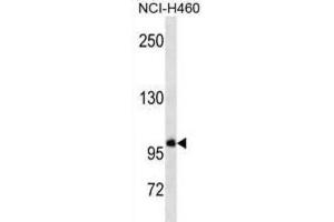Western Blotting (WB) image for anti-General Transcription Factor IIIC, Polypeptide 3, 102kDa (GTF3C3) antibody (ABIN3000897) (GTF3C3 anticorps)