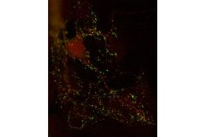 Indirect immunostaining of PFA fixed mouse cortex neurons with anti-GABA-A receptor β1 (dilution 1 : 500; red) and anti-synapsin (cat.