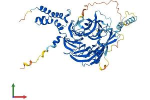 AlphaFold protein structure predicition of Human Recombinant FBXW5 Protein, UniprotID Q969U6