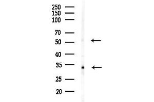 Western blot analysis of lysates from RAW264.