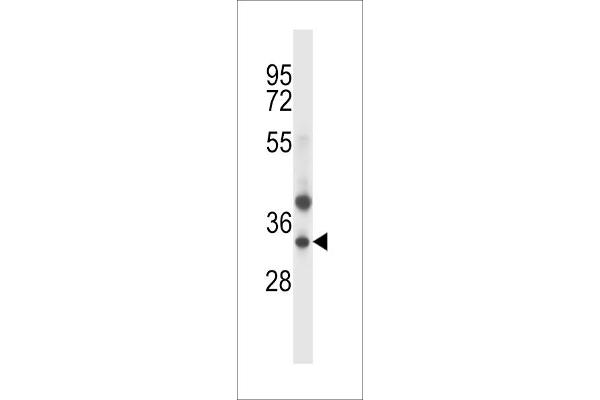 TRIM34 anticorps  (N-Term)