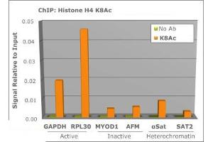 Chromatin Immunoprecipitation Rabbit Anti-Histone H4 [ac Lys8] Antibody.
