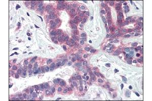 Image no. 1 for anti-X-Box Binding Protein 1 (XBP1) (Internal Region) antibody (ABIN374982) (XBP1 anticorps  (Internal Region))