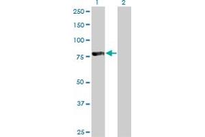 Western Blot analysis of FOXP4 expression in transfected 293T cell line by FOXP4 monoclonal antibody (M01), clone 3B12.