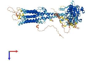AlphaFold protein structure predicition of Human Recombinant ADCY1 Protein, UniprotID Q08828
