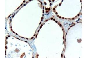 ABIN184783 (3µg/ml) staining of paraffin embedded Human Thyroid Gland.