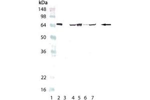 Western blot analysis of HSP70/HSP72, mAb (C92F3A-5) : Lane 1: MW marker, Lane 2: HSP70/HSP72 (human), (recombinant) , Lane 3: HSC70/HSP73 (bovine), (recombinant)  (Negative Control), Lane 4: PC-12 (heat shocked) , Lane 5: HeLa (heat shocked) , Lane 6: 3T3 (heat shocked) , Lane 7: CHO-K1 (heat shocked). (HSP70 anticorps)
