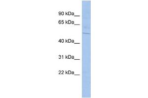 WB Suggested Anti-SHB Antibody Titration: 0. (SHB anticorps  (N-Term))