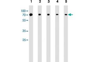Western blot analysis of Lane 1: Jurkat whole cell lysates Lane 2: MCF-7 whole cell lysates Lane 3: K562 whole cell lysates Lane 4: A549 whole cell lysates Lane 5: mouse NIH/3T3 cell line lysates reacted with RPS6KB2 monoclonal antibody  at 1:1000 dilution. (RPS6KB2 anticorps)