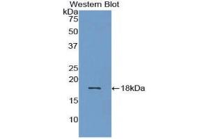 Western Blotting (WB) image for anti-Bone Morphogenetic Protein 15 (BMP15) (AA 269-391) antibody (ABIN1858148) (BMP15 anticorps  (AA 269-391))