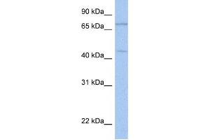 Western Blotting (WB) image for anti-Immunoglobulin Superfamily Containing Leucine-Rich Repeat 2 (ISLR2) antibody (ABIN2459305) (ISLR2 anticorps)