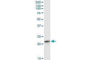 RAB11A MaxPab polyclonal antibody.