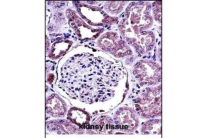 B Antibody (C-term) (ABIN657780 and ABIN2846754) immunohistochemistry analysis in formalin fixed and paraffin embedded human kidney tissue followed by peroxidase conjugation of the secondary antibody and DAB staining. (BMP7 anticorps  (C-Term))
