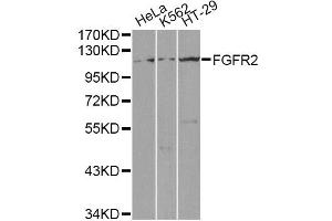 Western blot analysis of extracts of various cell lines, using FGFR2 antibody (ABIN1872688) at 1:1000 dilution. (FGFR2 anticorps)