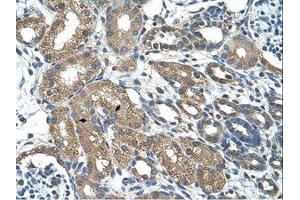 Image no. 1 for anti-MAP3K7 C-Terminal Like (MAP3K7CL) (AA 151-200) antibody (ABIN203427)