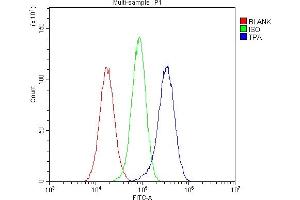 Flow Cytometry analysis of U251 cells using anti-PLAT antibody (ABIN6719378). (PLAT anticorps)
