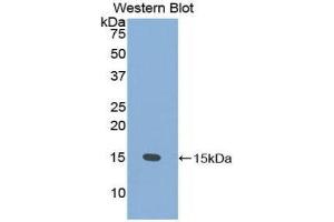 Western Blotting (WB) image for anti-Prostate Stem Cell Antigen (PSCA) (AA 22-95) antibody (ABIN1860333) (PSCA anticorps  (AA 22-95))
