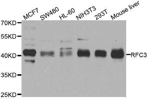Western blot analysis of extracts of various cell lines, using RFC3 antibody. (RFC3 anticorps  (AA 1-280))